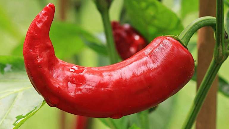 Paprika
